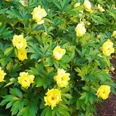 Peony  Sequestered Sunshine ITOH 