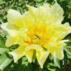 Pojeng Smith Family Yellow ITOH
