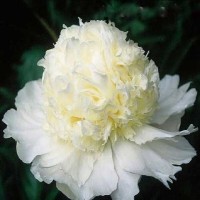 Пион White Charm