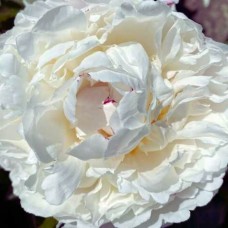 Pojeng White Lullebay