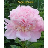 Pojeng Angel Cheek
