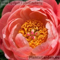 Peony Coral Charm