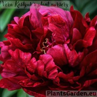 Pojeng Francoise Ortegat