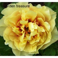 Pojeng Garden Treasure