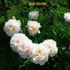 Pojeng Gardenia
