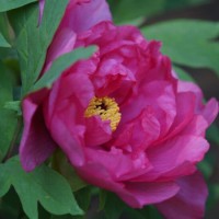  Pojeng 'Pink Ardour' Itoh