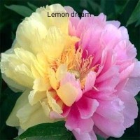 Pojeng Lemon Dream