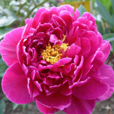 Peony Louise van Houtte
