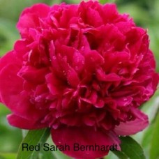 Pojeng Red Sarah Bernhard