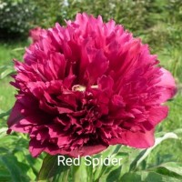 Pojeng Red Spider