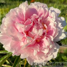 Pojeng Sarah Bernhardt Pink