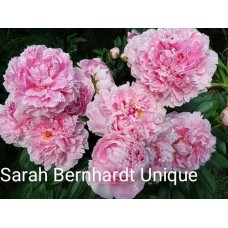 Pojeng Sarah Bernhardt Unique