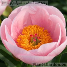 Peony Soft Salmon Saucer