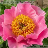 Pojeng Sugar n Spice