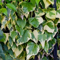 Harilik luuderohi Dentata Variegata