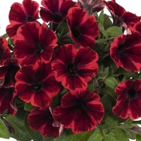Petuunia Sweetunia Fiona Flash