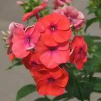 Aed-leeklill FLAME CORAL