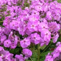 Aed-leeklill FLAME LILAC