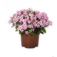 Aed-leeklill FLAME PRO PINK POP