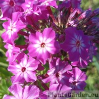 Aed-leeklill FLAME PURPLE