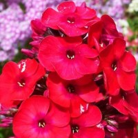 Aed-leeklill FLAME RED