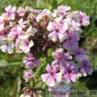 Aed-leeklill Sherbet Blend