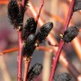 Paju (Rose-Gold Pussy Willow)