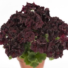 Suureõieline pelargon Grandiflorum Aristo® Black Velvet