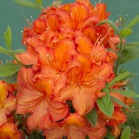 Rododendron APRICOT