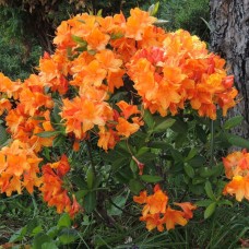 Rododendron ORANGENKOPFCHEN