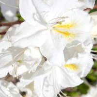 Rododendron OXYDOL