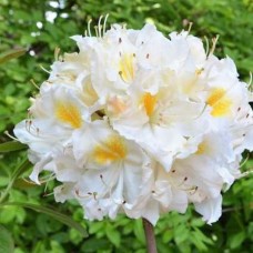 Rododendron SCHNEEGOLD