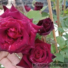 Roos Black Baccara