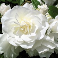 Roos Blanc Double de Coubert