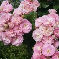 Roos Bouquet Parfait