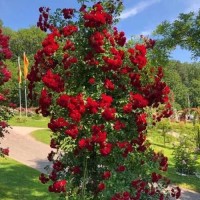 Roos Crimson Siluetta