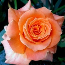 Roos Flora Danica