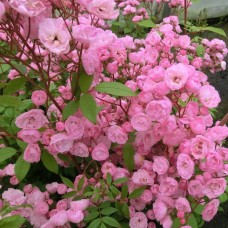 Roos Heavenly Pink