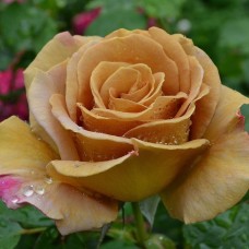 Roos Honey Dijon
