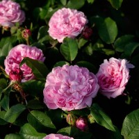 Roos Jacques Cartier