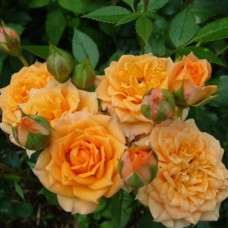 Miniatuur roos Mandarina Kordana