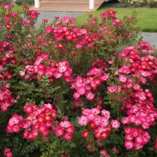 Roos Nectar Garden Lupo