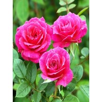 Roos Pink Peace