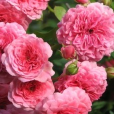 Pinnakatteroos Pink Swany