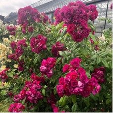 Roos Purple siluetta
