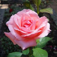 Roos Queen Elizabeth