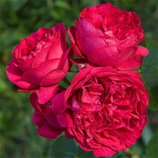 Roos Red Eden Rose