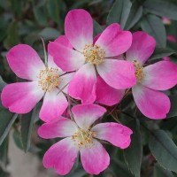 Roos glauca