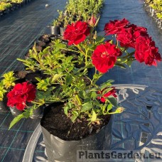 Pinnakatteroos Red Fairy