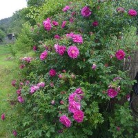 Roos Rotes Meer